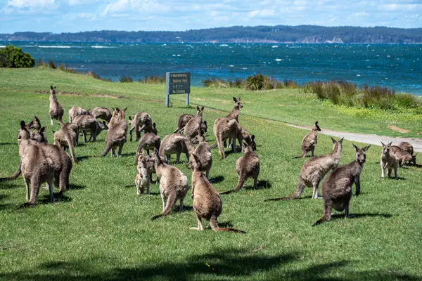 Viele Kängurus am Strand vom Murramarang National Park in New South Wales
