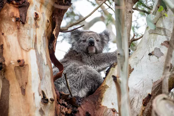 Koala in einem Baum im Tower Hill Reserve in Victoria, Australien