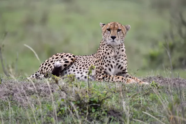 Gepard, die schnellste Raubkatze, in der Masai Mara, Kenia