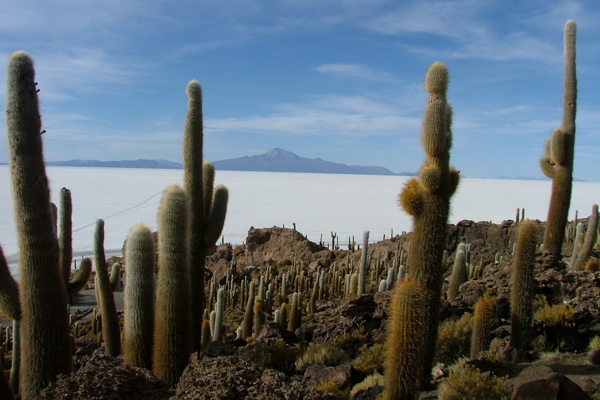 Riesenkakteen auf der Inkahuasi Insel im Salar de Uyuni, dem größten Salzsee der Welt, Bolivien