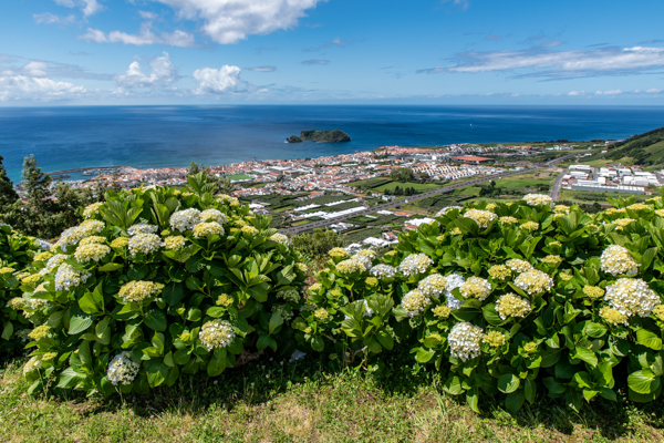 Hortensienblüte auf Sao Miguel, Azoren