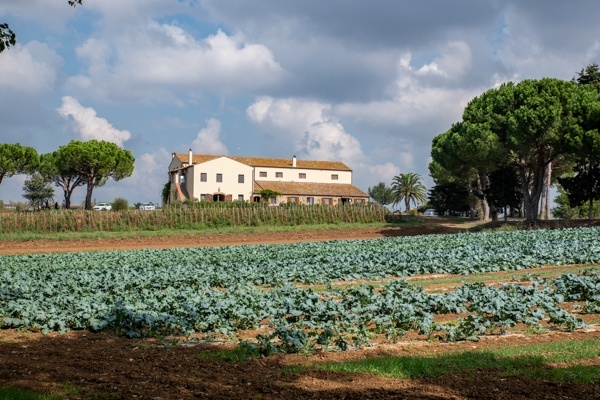 Felder von La Selva, einem Bio-Bauernhof in der Toskana
