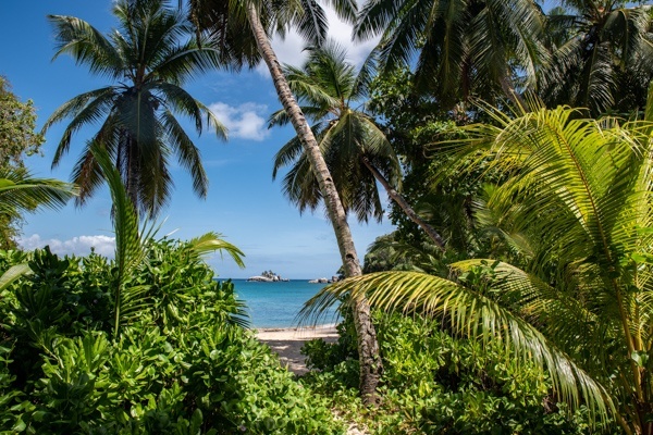 Blick durch die Palmen auf den Strand Anse L’ilot auf Mahe, Seychellen