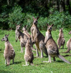 Australien_New_South_Wales