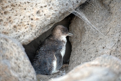 Pinguin