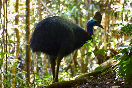 Atherton Tablelands 14