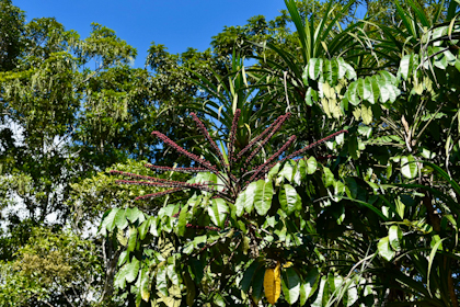 Atherton Tablelands 57