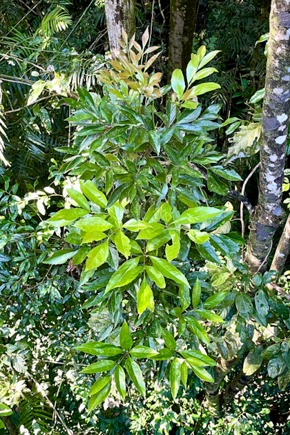 Atherton Tablelands 74