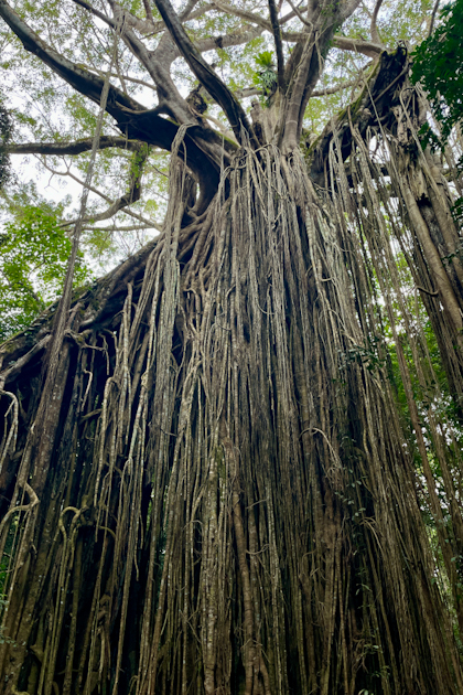 Atherton Tablelands 92