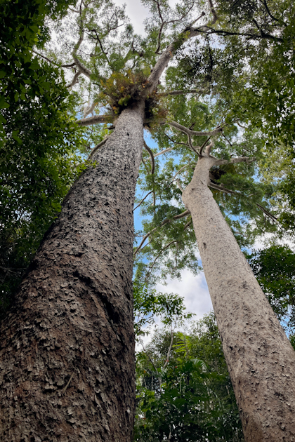 Atherton Tablelands 97