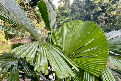 Babinda 43