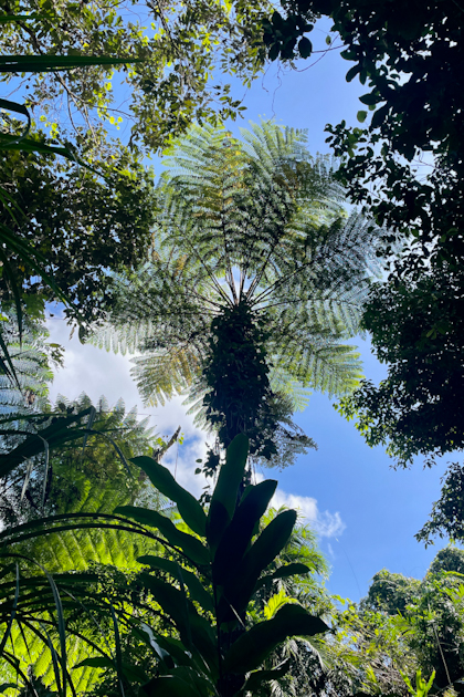 Babinda 66