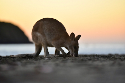 Capricorn Caves und Cape Hillsborough 27