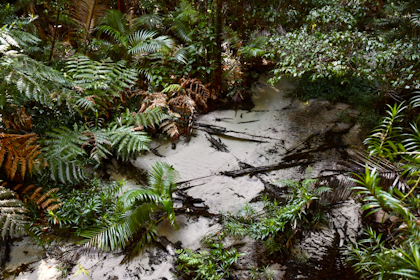 Fraser Island 14