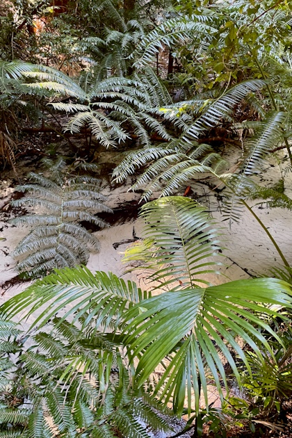 Fraser Island 95