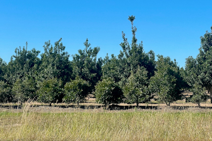 Maryborough und Bundaberg 33