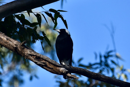 Montville Maleny Kenilworth 08