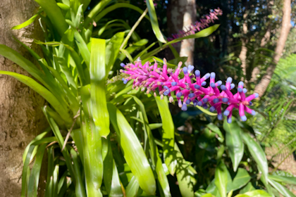 Montville Maleny Kenilworth 15