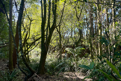 Montville Maleny Kenilworth 16