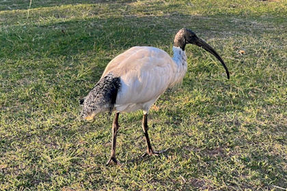 Mooloolaba 19