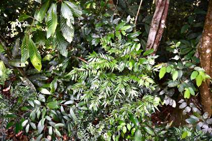 Ulu Temburong Nationalpark 30