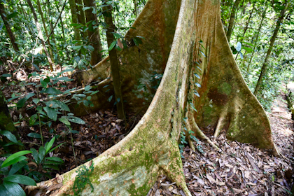 Ulu Temburong Nationalpark 35