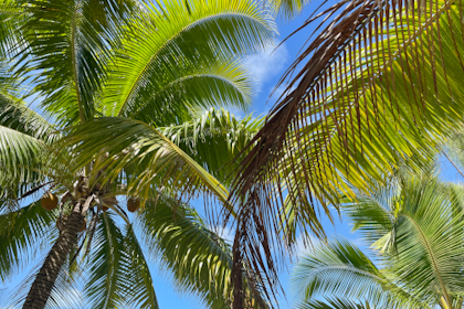 Aitutaki 224