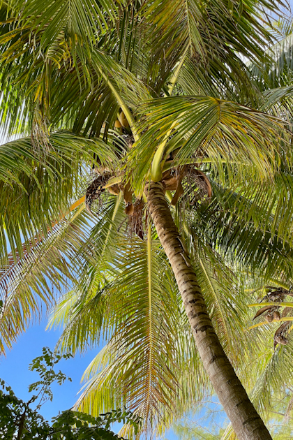 Aitutaki 259