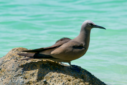 Aitutaki 55