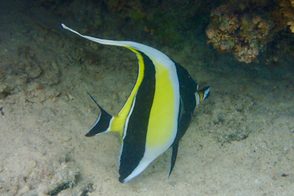 Aitutaki 65