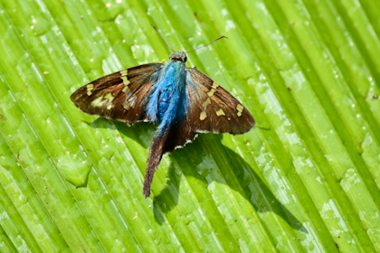 Alajuela 12