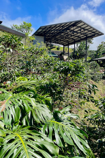 Alajuela 32