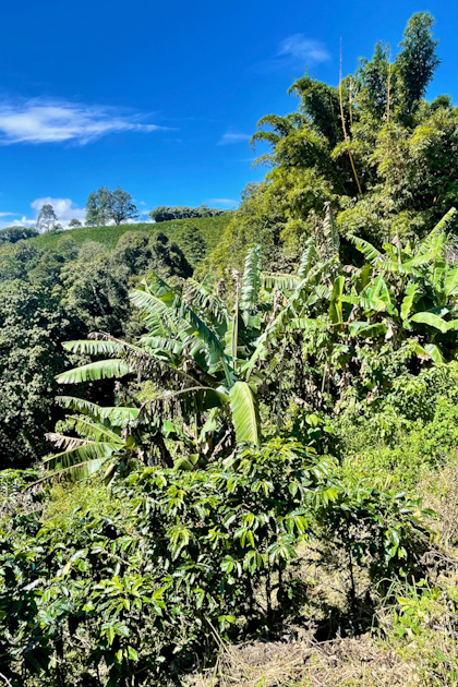 Alajuela 33