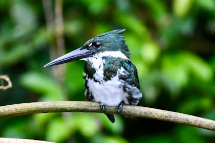 Cano Negro 29