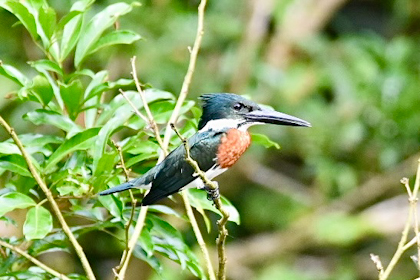 Cano Negro 32