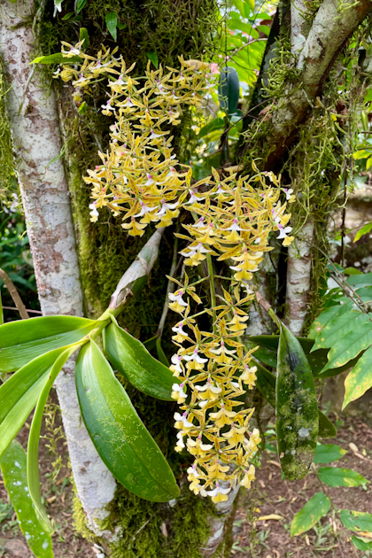 Cano Negro 67