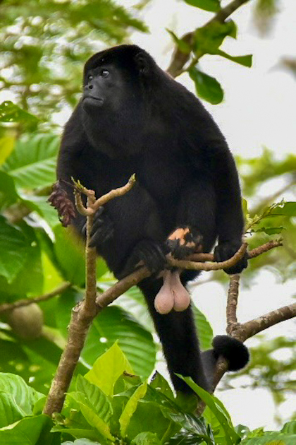 Cano Negro 79