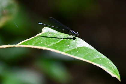 Carara Nationalpark 05