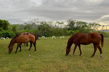 Carara Nationalpark 14