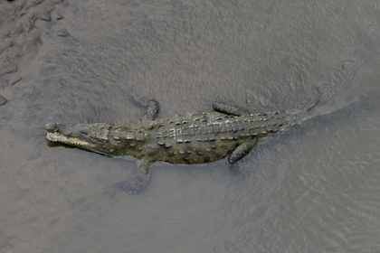 Carara Nationalpark 18
