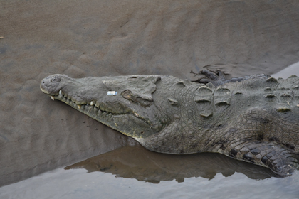 Carara Nationalpark 19