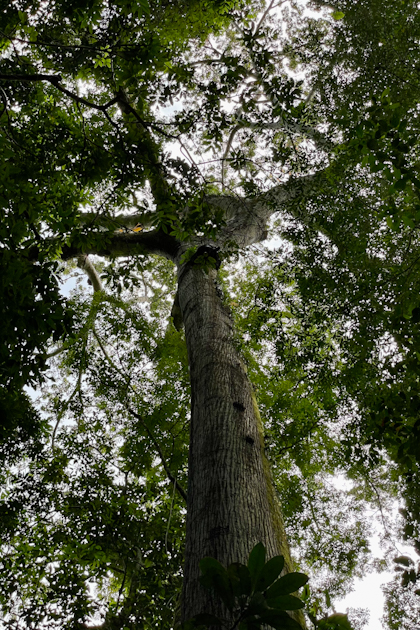 Carara Nationalpark 54