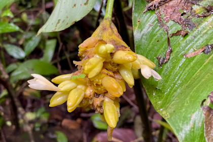 La Fortuna 26