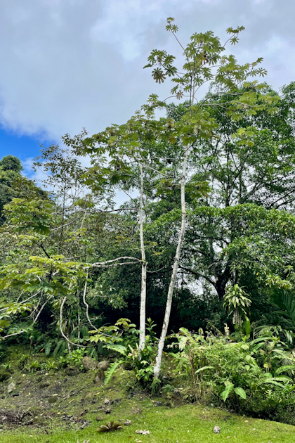 La Fortuna 44