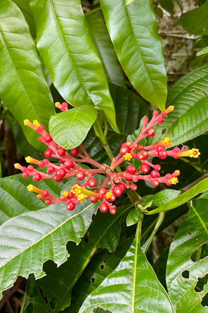 Manuel Antonio 61