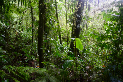 Monteverde 27