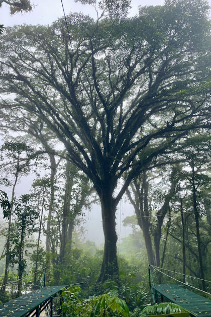 Monteverde 76