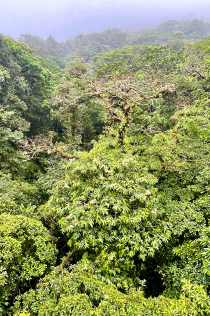 Monteverde 85