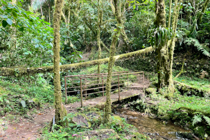Quetzal Tal 08