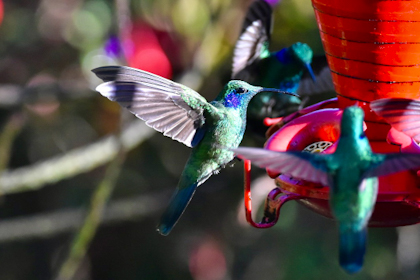 Quetzal Tal 21